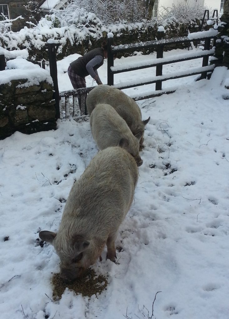 snow pigs and pyjamas