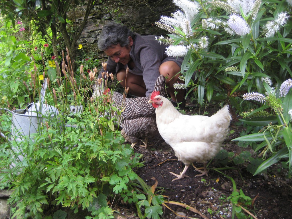 Three of Laughing Bird's gardening assistants hard at work in the border in front of our office. Ann has to build tiny slate fences around new plants to keep them safe from busy beaks. 