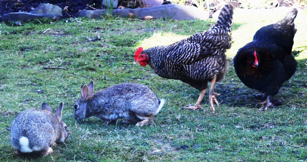 hens and wild rabbits 4