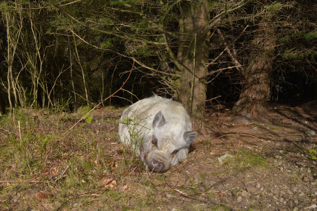 woodland pig