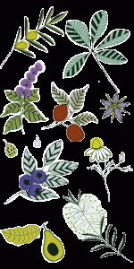 Some of the plants used by Laughing Bird