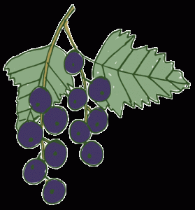 Blackcurrants