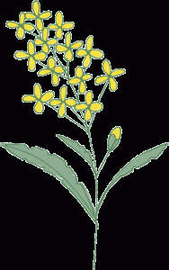 Rapeseed