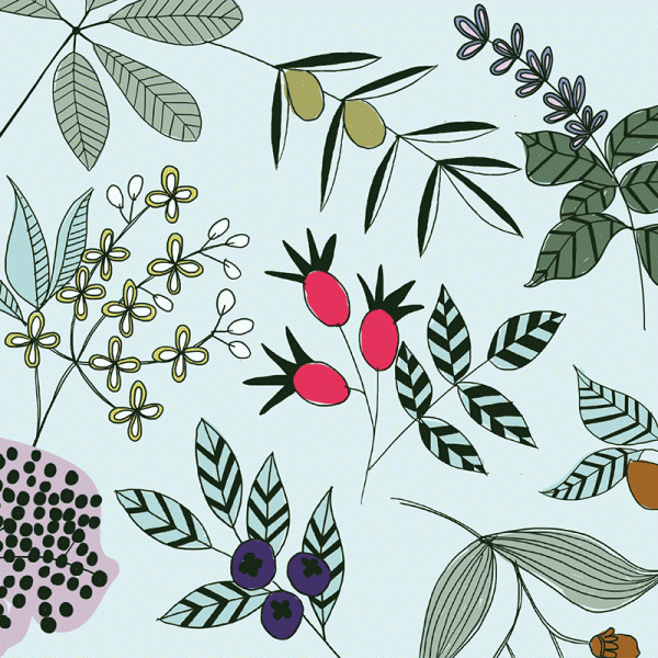 Botanical ingredients illustration