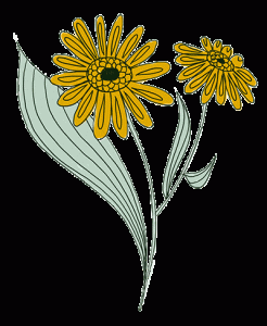 Arnica