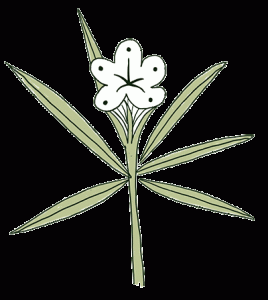 Arvensis