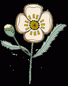 White poppy